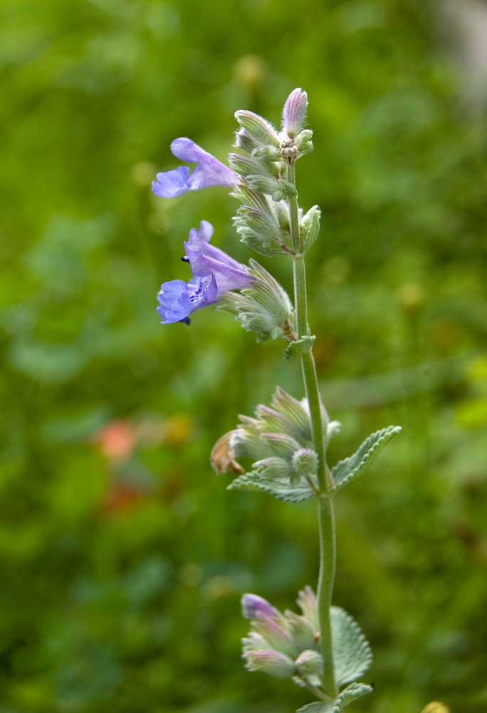 Image of Nepeta mussinii specimen.