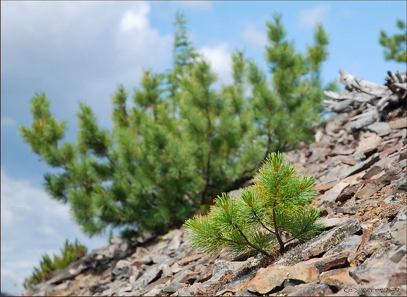 Image of Pinus pumila specimen.