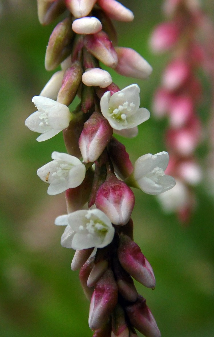 Image of Persicaria lapathifolia specimen.