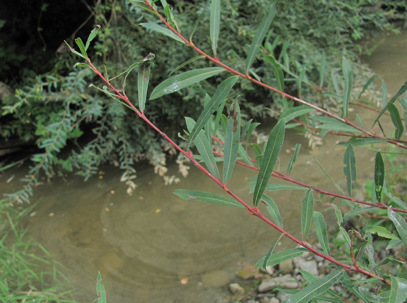 Image of Salix elbursensis specimen.