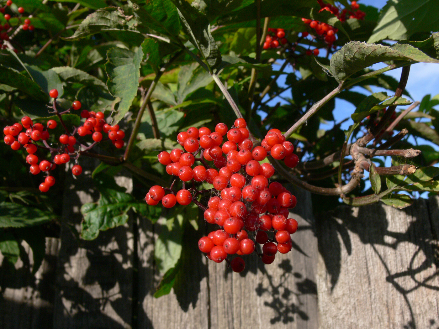 Image of Sambucus manshurica specimen.