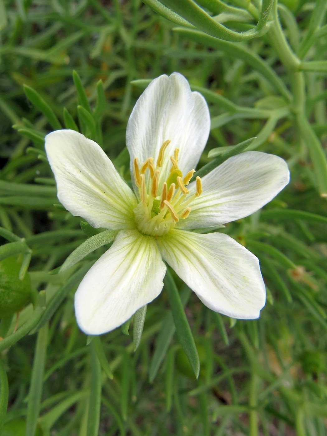 Image of Peganum harmala specimen.