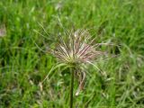 Pulsatilla vulgaris. Плод. ФРГ, земля Северный Рейн-Вестфалия, р-н Ойскирхен, окр. г. Бад-Мюнстерайфель, луговой склон. 27 мая 2010 г.