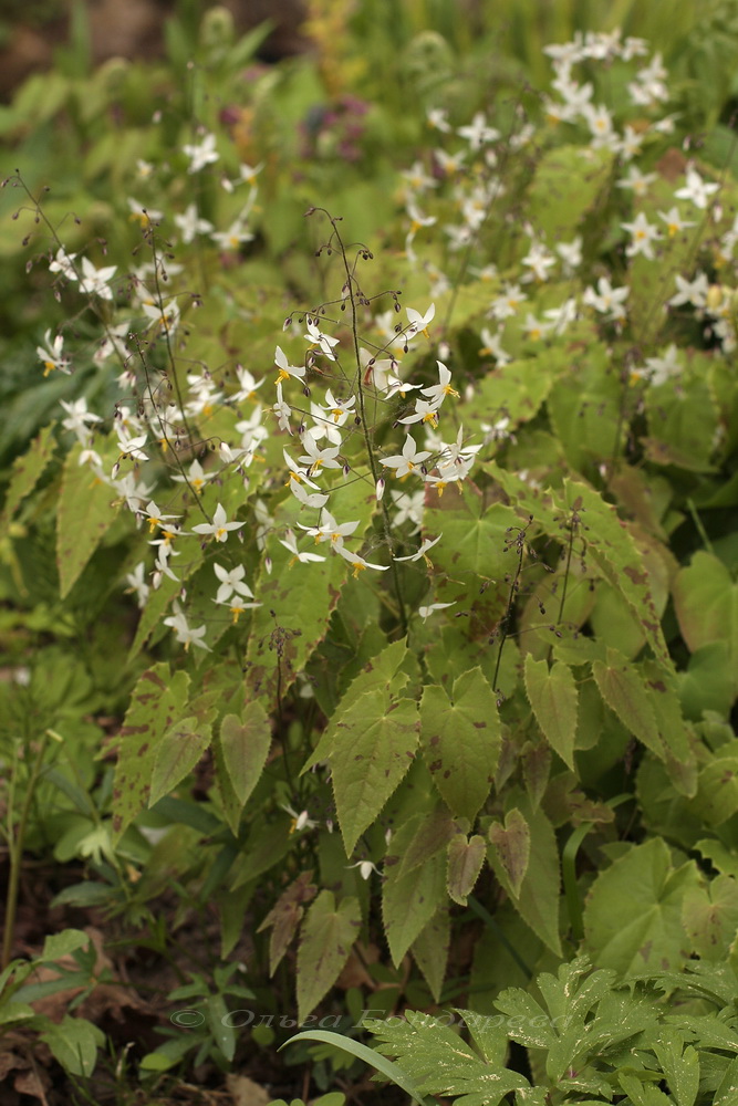 Изображение особи Epimedium stellulatum.