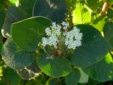 Viburnum lantana