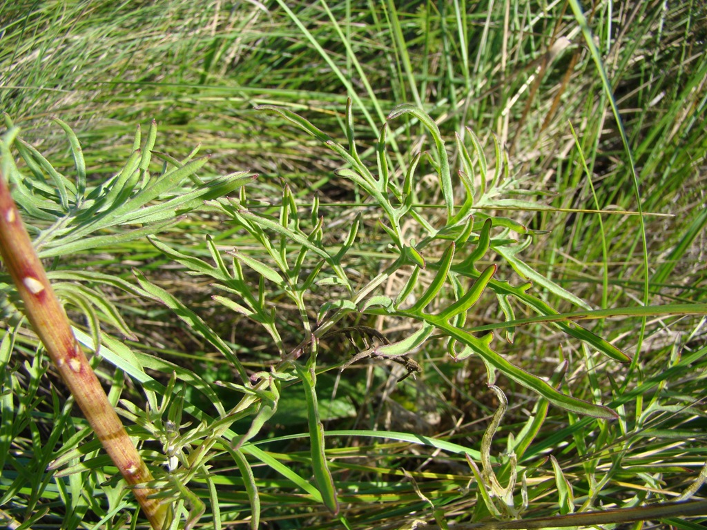 Image of Centaurea scabiosa specimen.