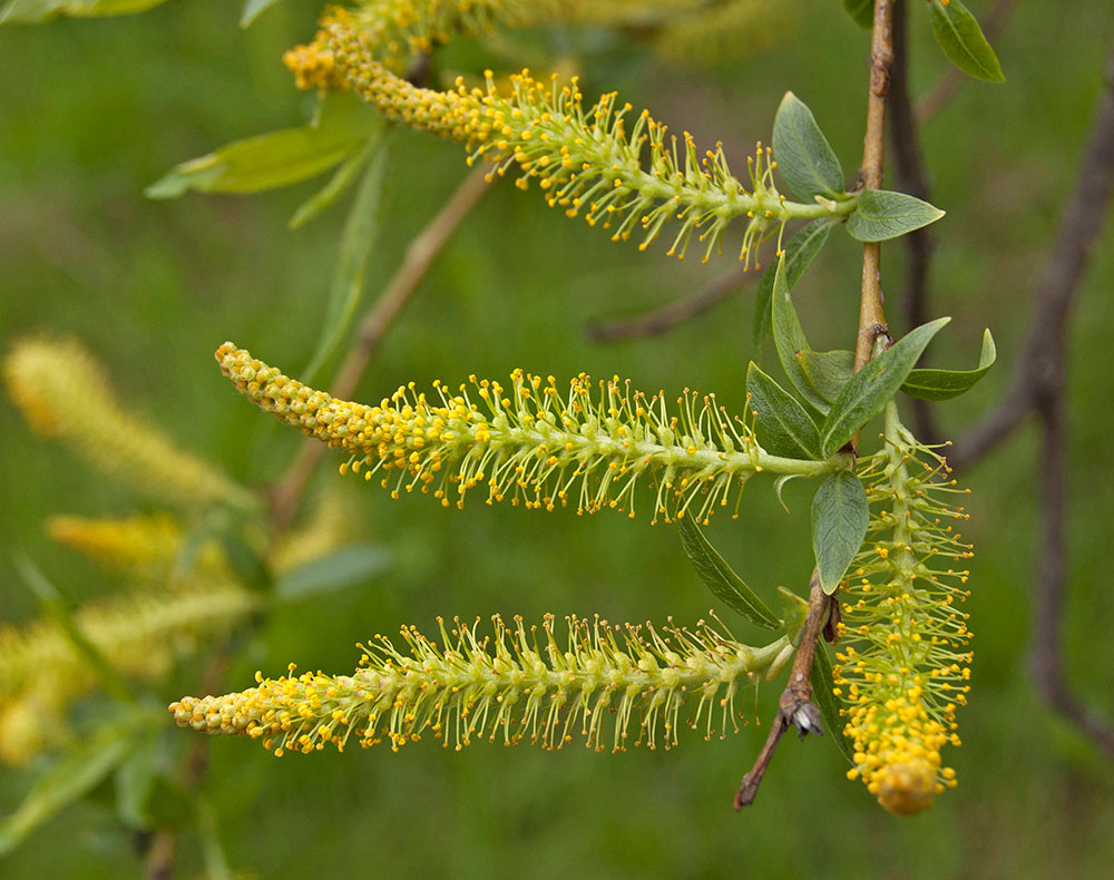 Image of genus Salix specimen.