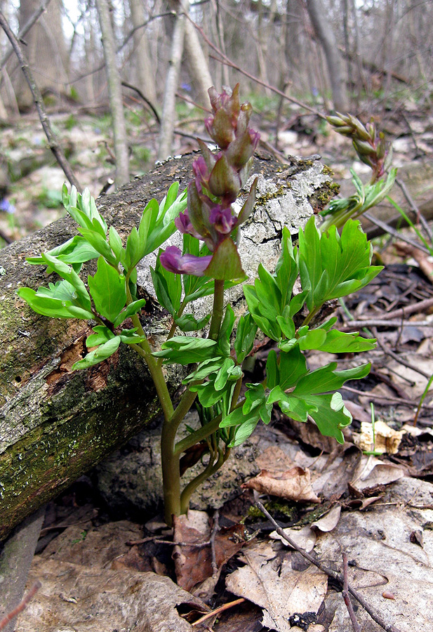 Изображение особи Corydalis cava.