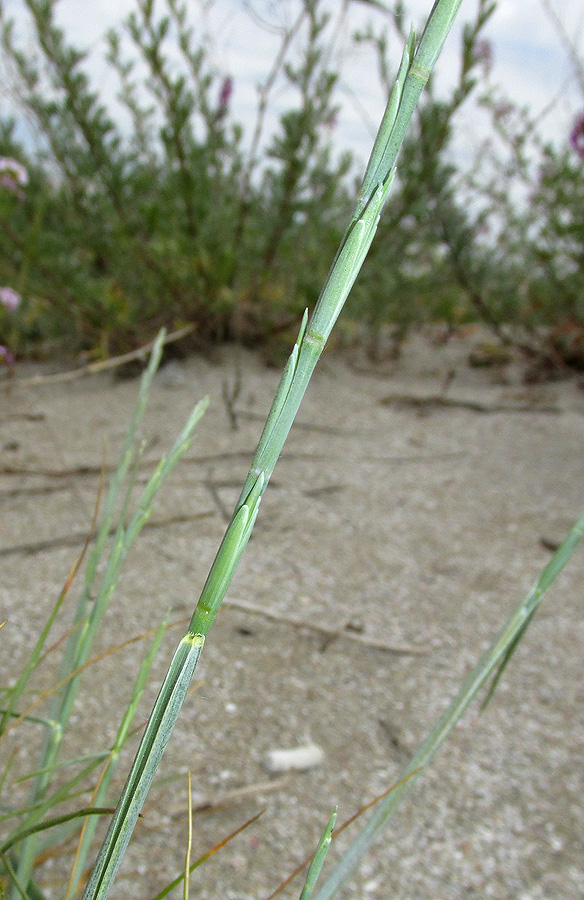 Image of Elytrigia bessarabica specimen.