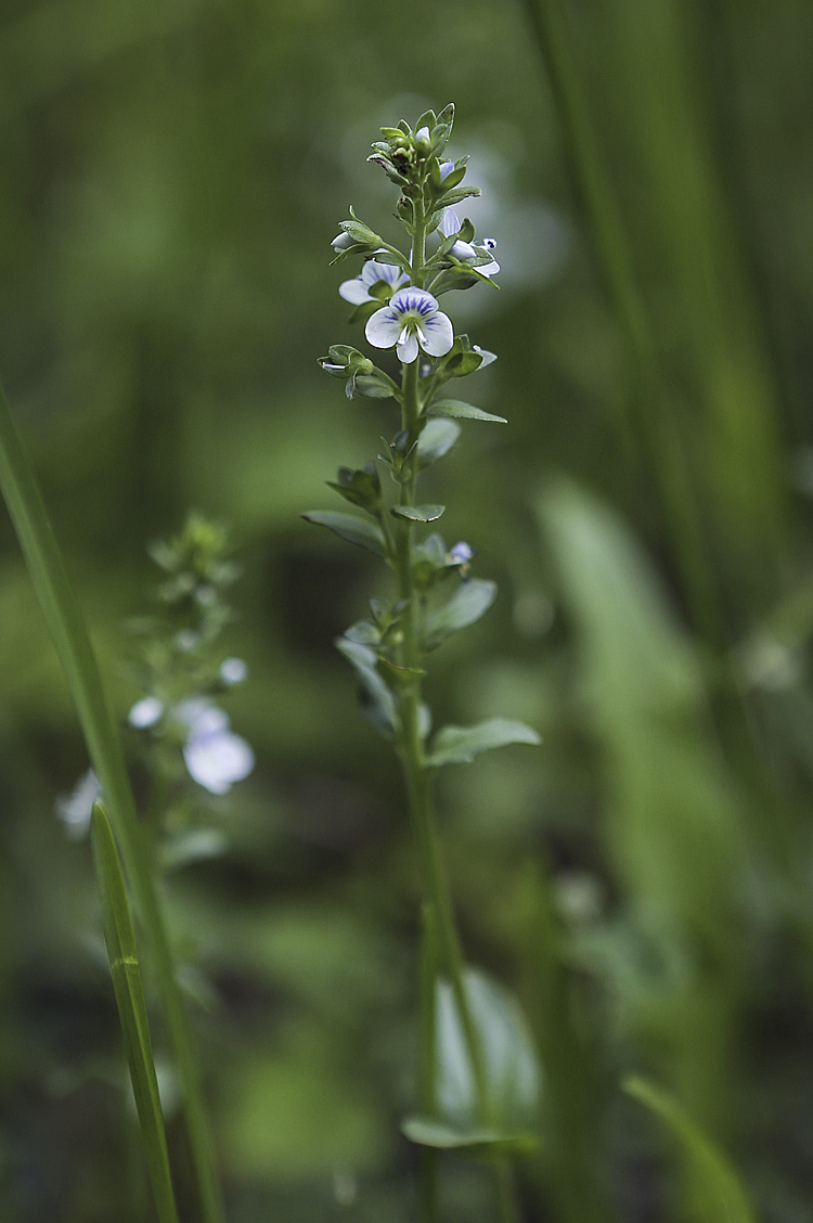 Image of Veronica serpyllifolia specimen.