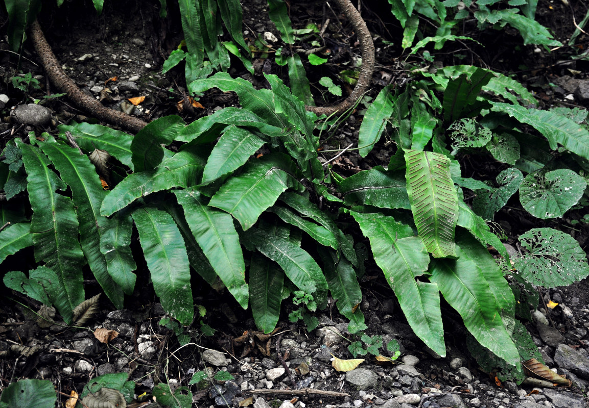 Image of Phyllitis scolopendrium specimen.