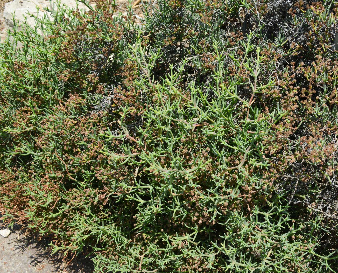 Image of Ruschia multiflora specimen.