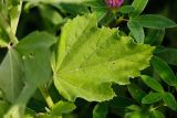 Смотреть изображение Althaea officinalis
