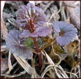 Glechoma hederacea. Первый весенний побег. Чувашия, окр. г. Шумерля, р. Сура перед Бобровскими песками. 31 марта 2008 г.