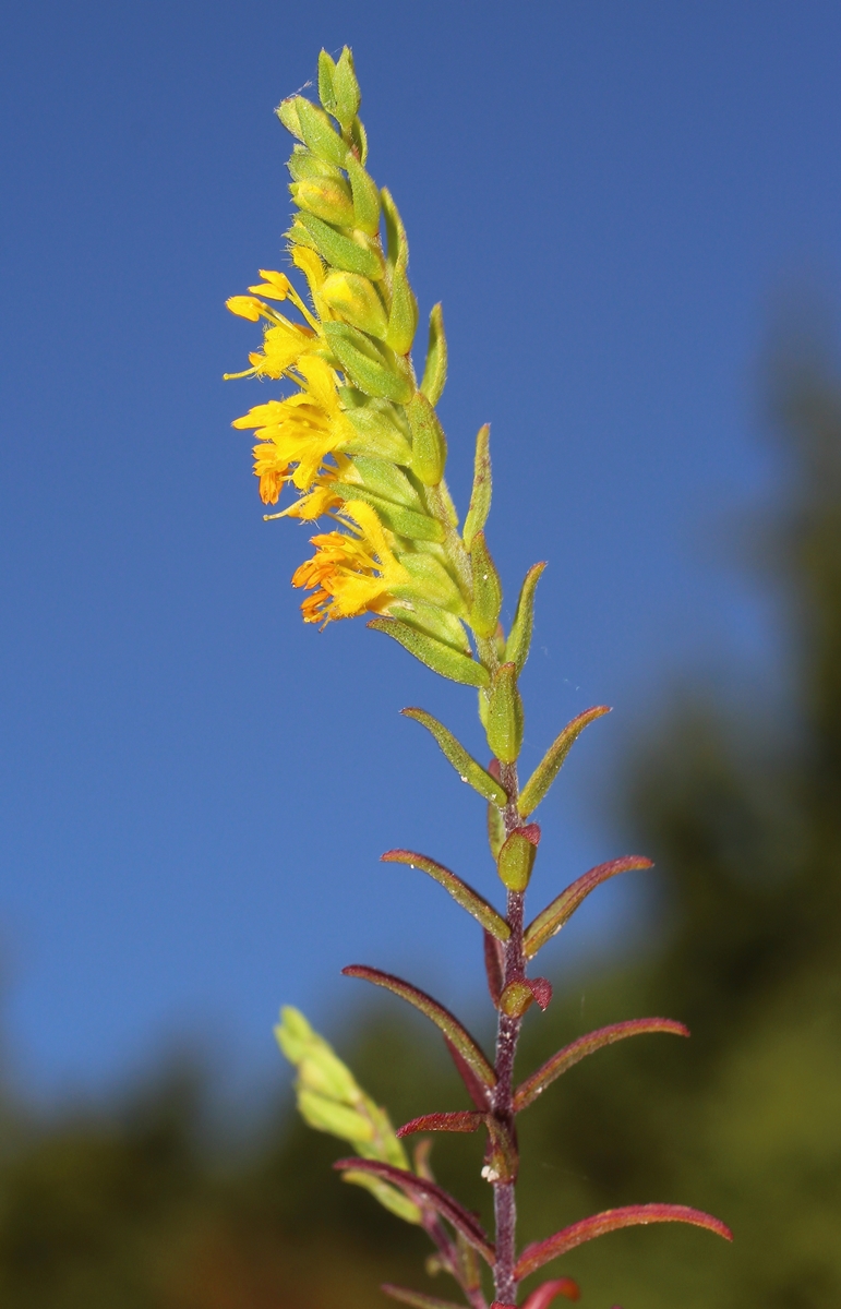 Orthanthella lutea - Изображение особи - Плантариум