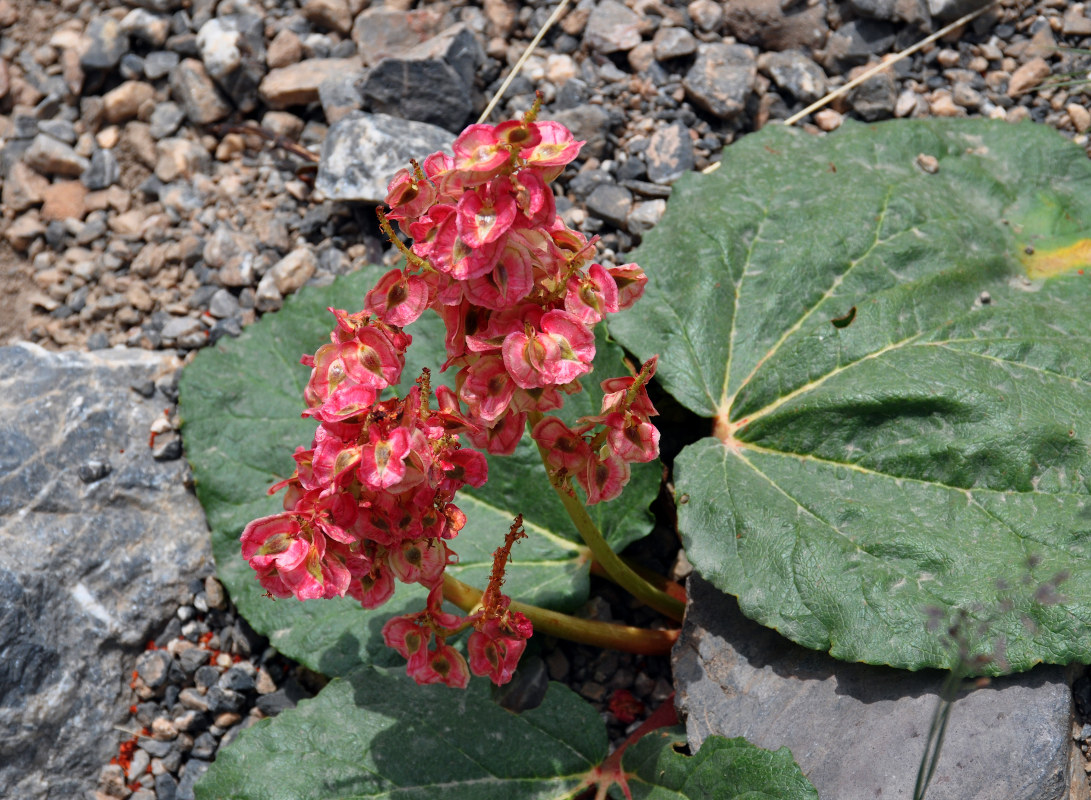 Image of Rheum fedtschenkoi specimen.