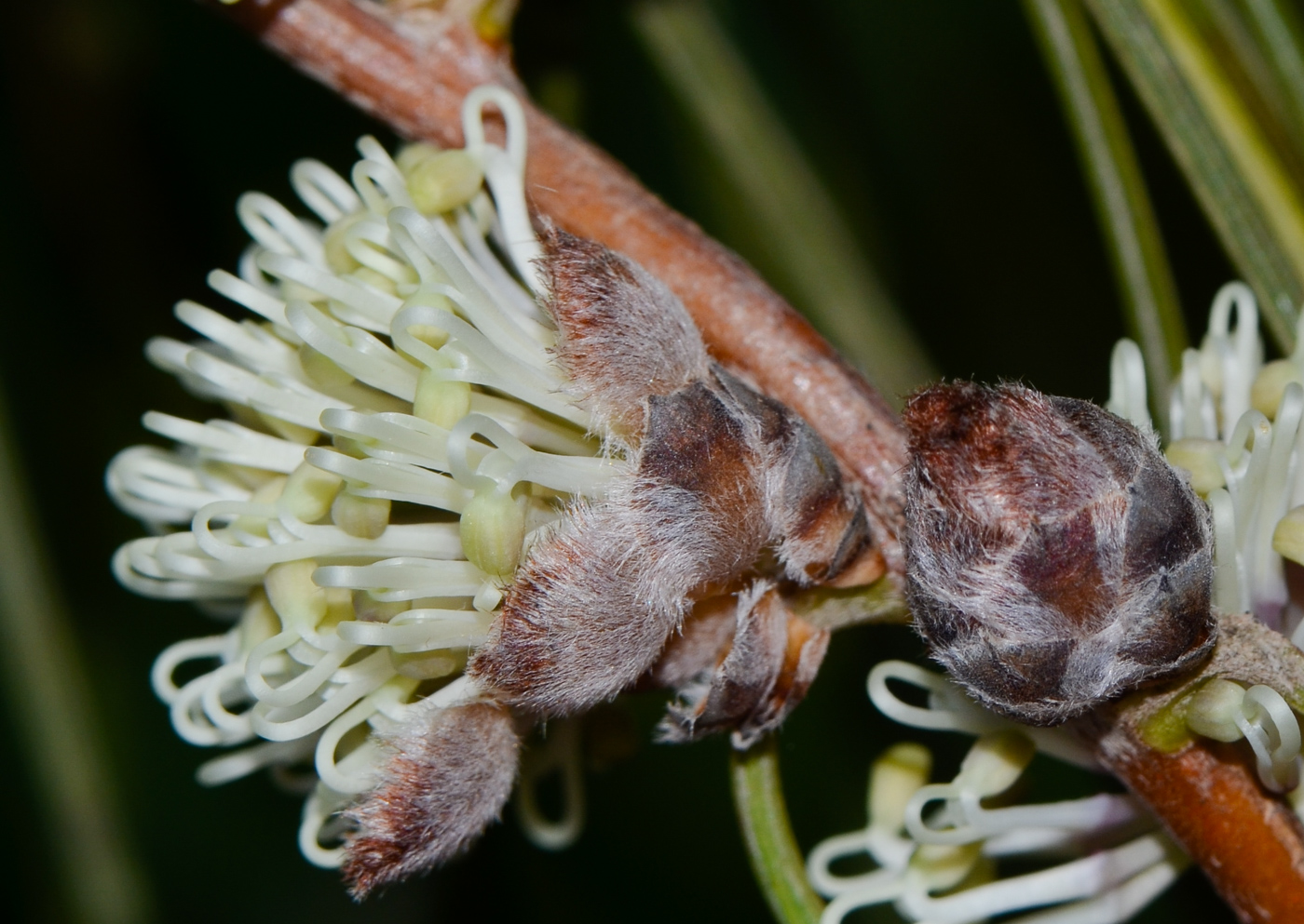 Image of Hakea scoparia specimen.