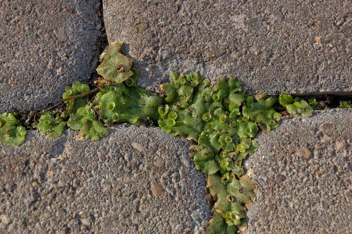 Image of Marchantia polymorpha specimen.