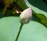 Nelumbo caspica