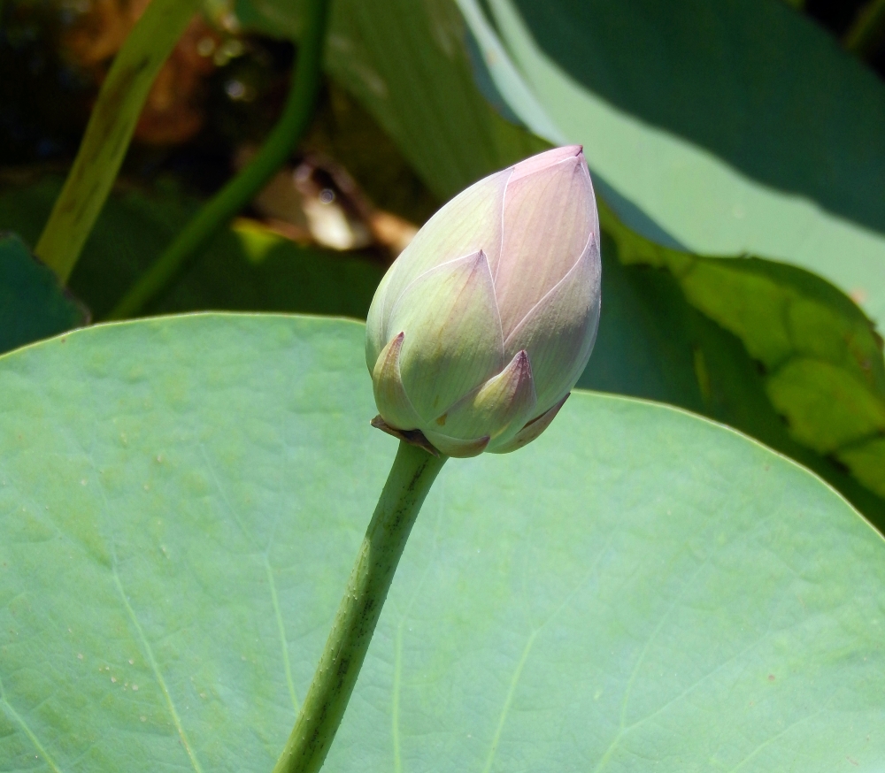 Image of Nelumbo caspica specimen.