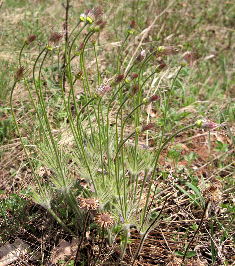 Изображение особи Pulsatilla patens.