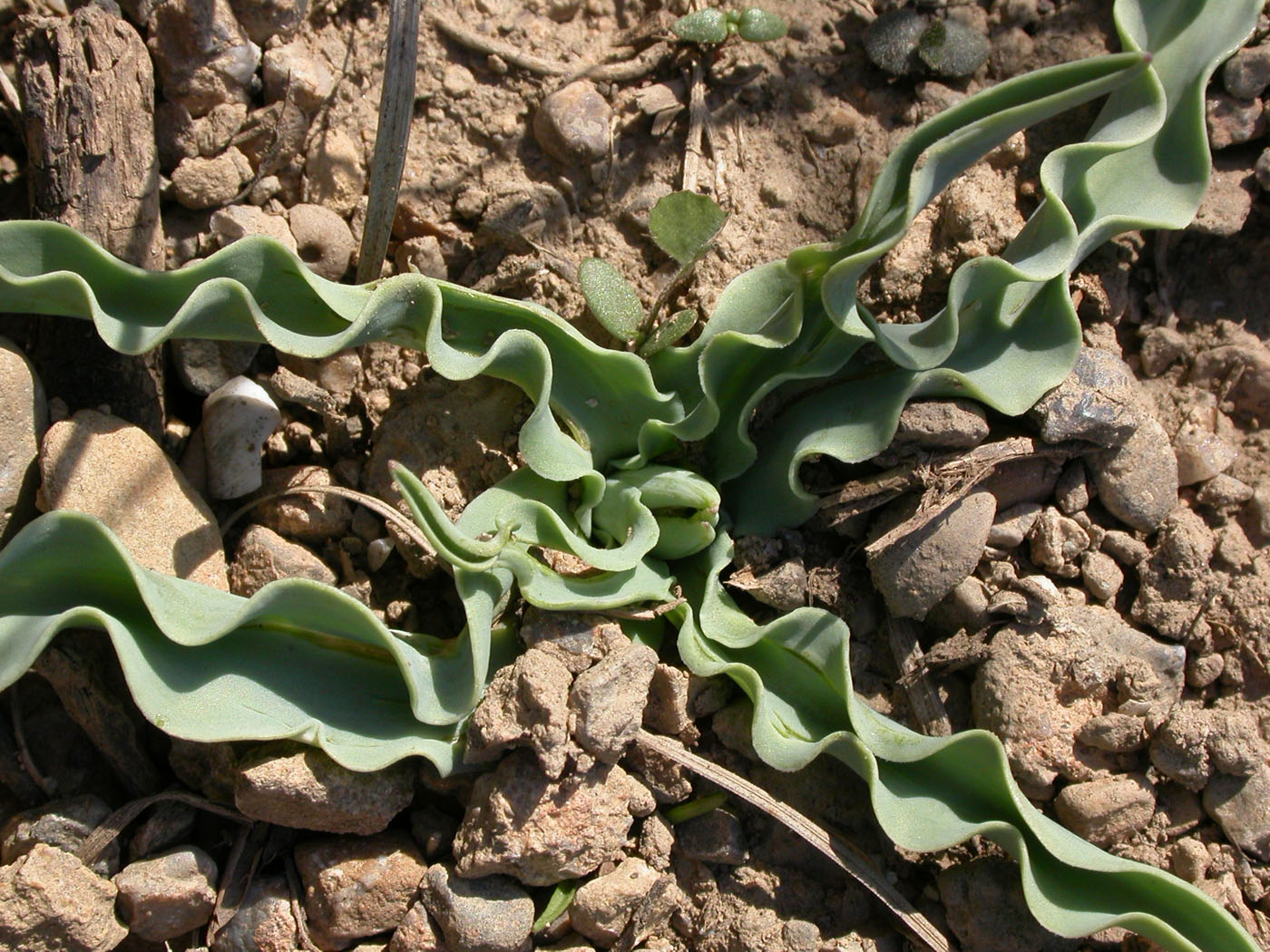 Image of Tulipa zonneveldii specimen.