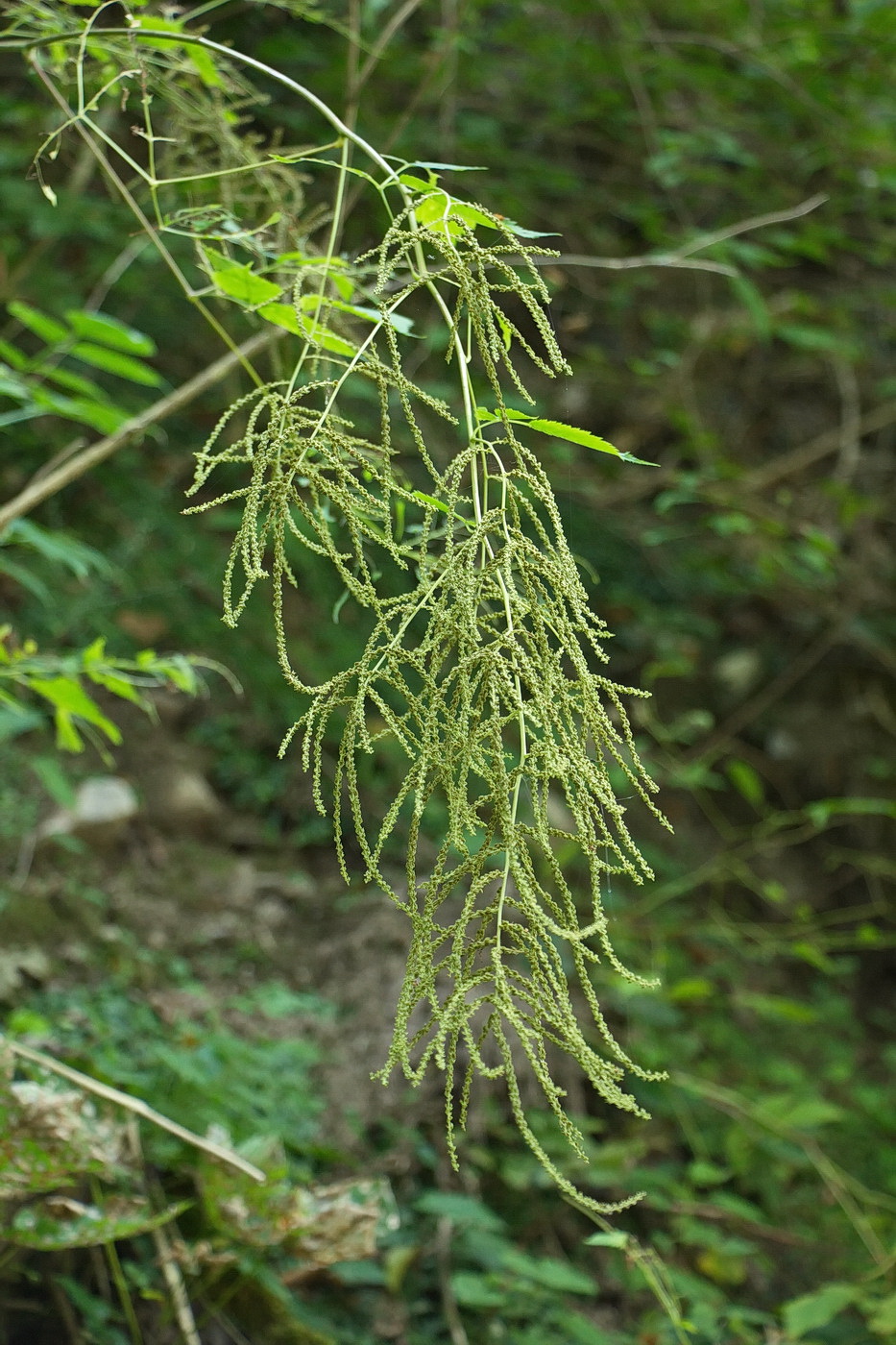 Image of Aruncus sylvestris specimen.