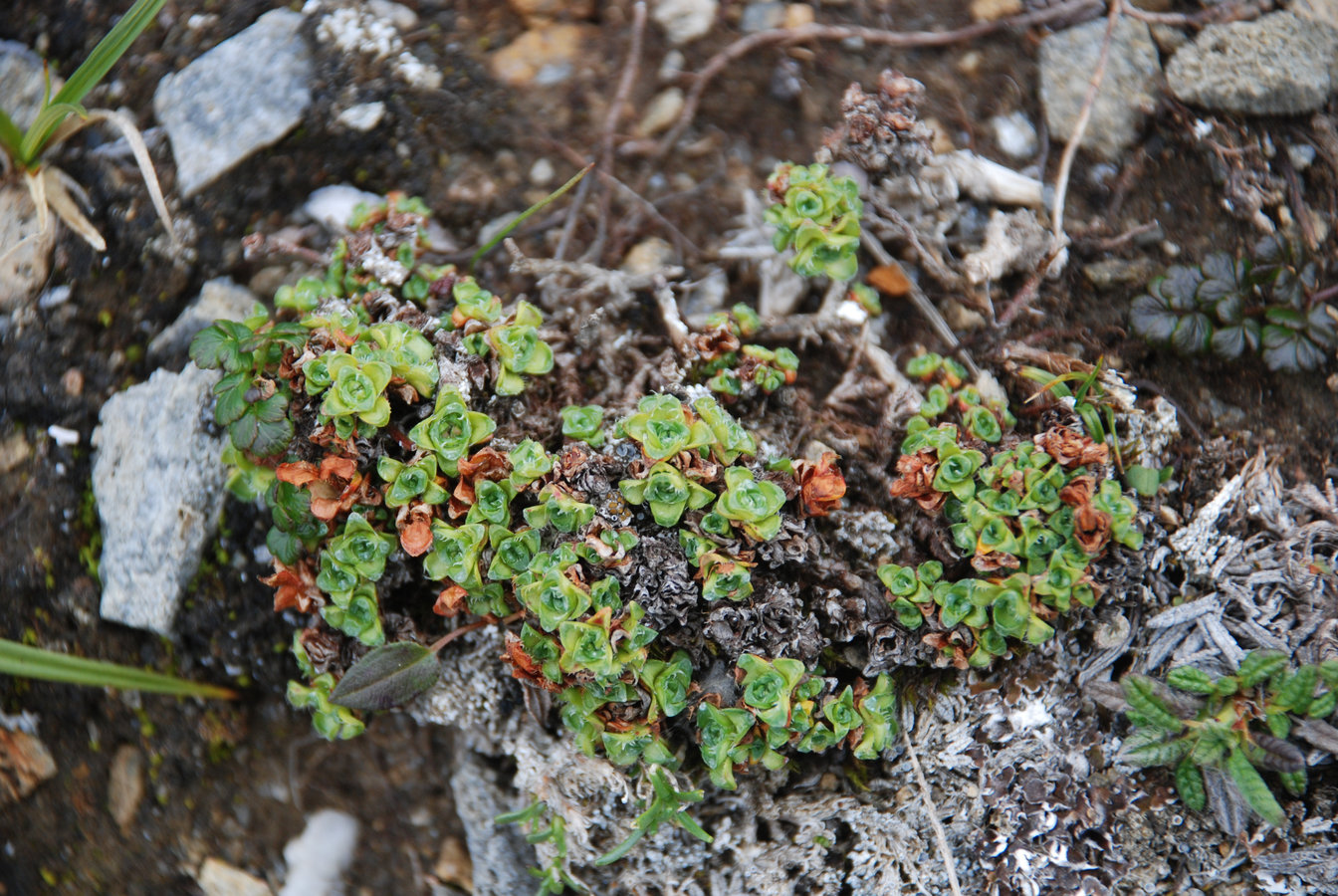 Image of Saxifraga pulvinata specimen.