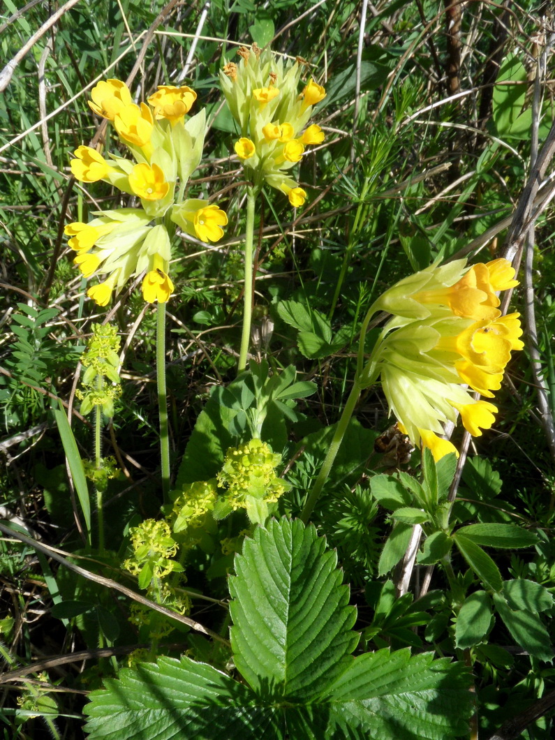 Изображение особи Primula macrocalyx.