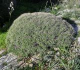 Euphorbia acanthothamnos