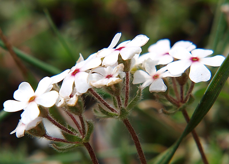 Image of Androsace lehmanniana specimen.