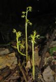 Corallorhiza trifida