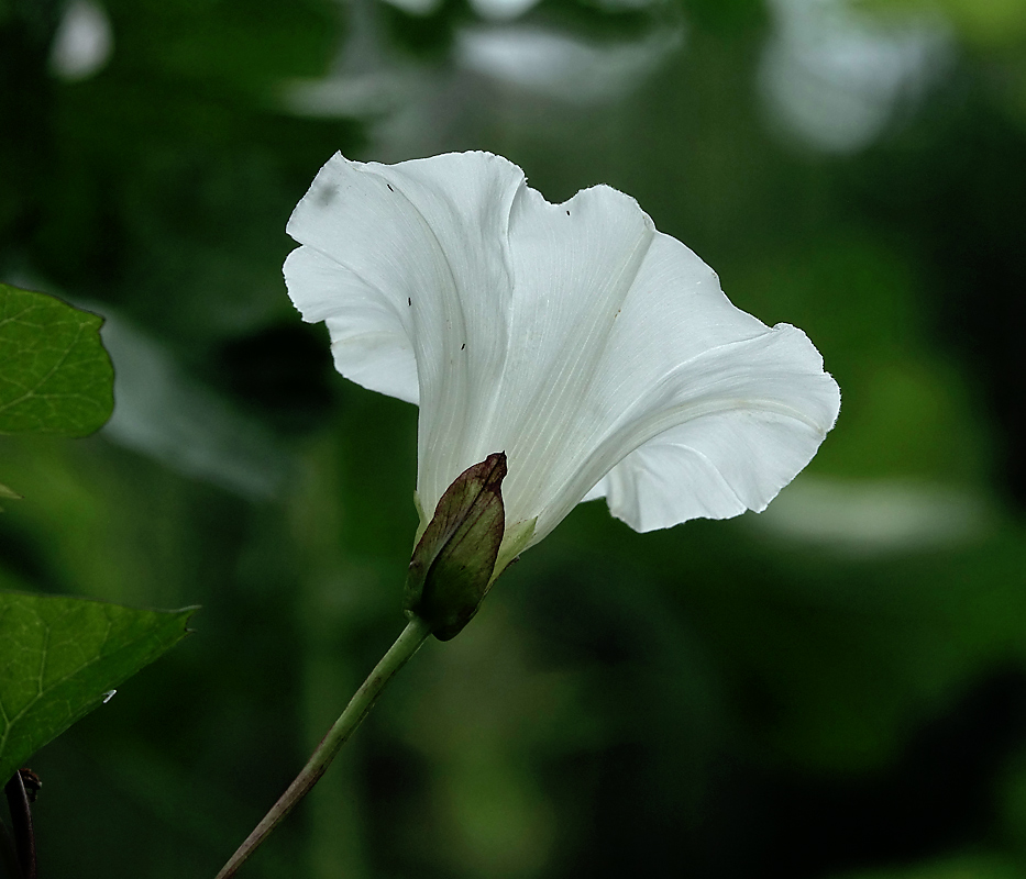 Image of Calystegia sepium specimen.