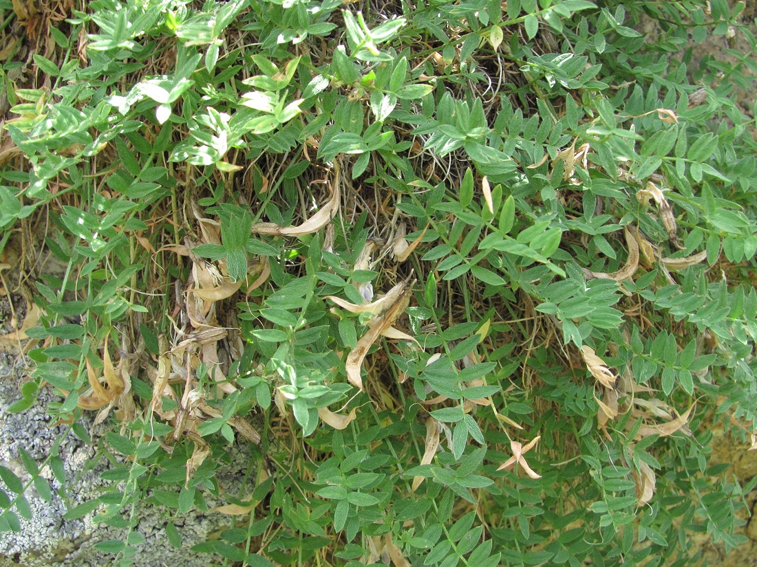 Image of genus Astragalus specimen.