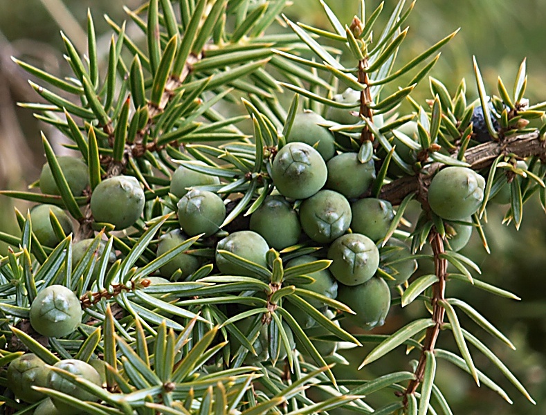 Изображение особи Juniperus oblonga.