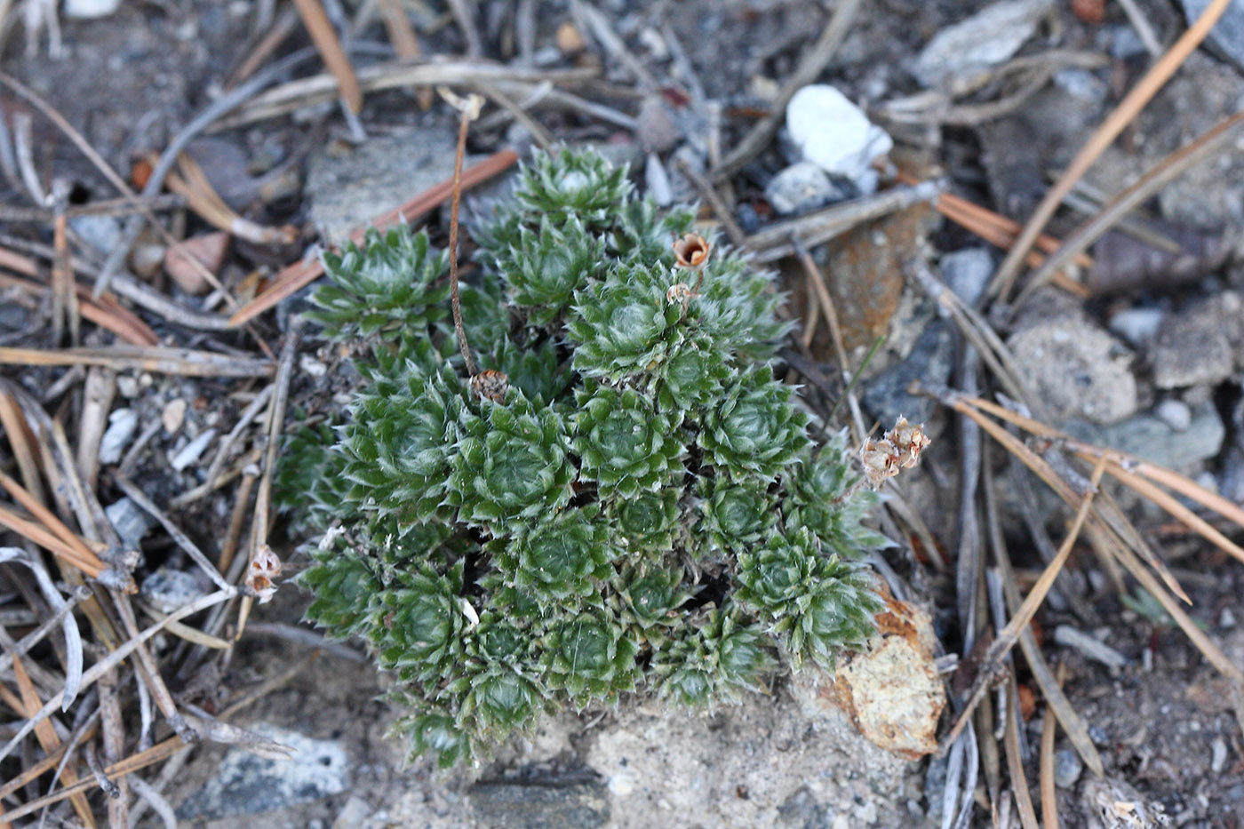 Image of Androsace incana specimen.