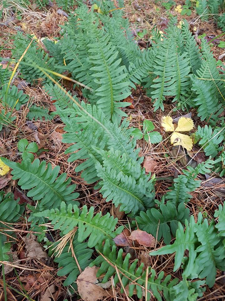Image of Polypodium interjectum specimen.