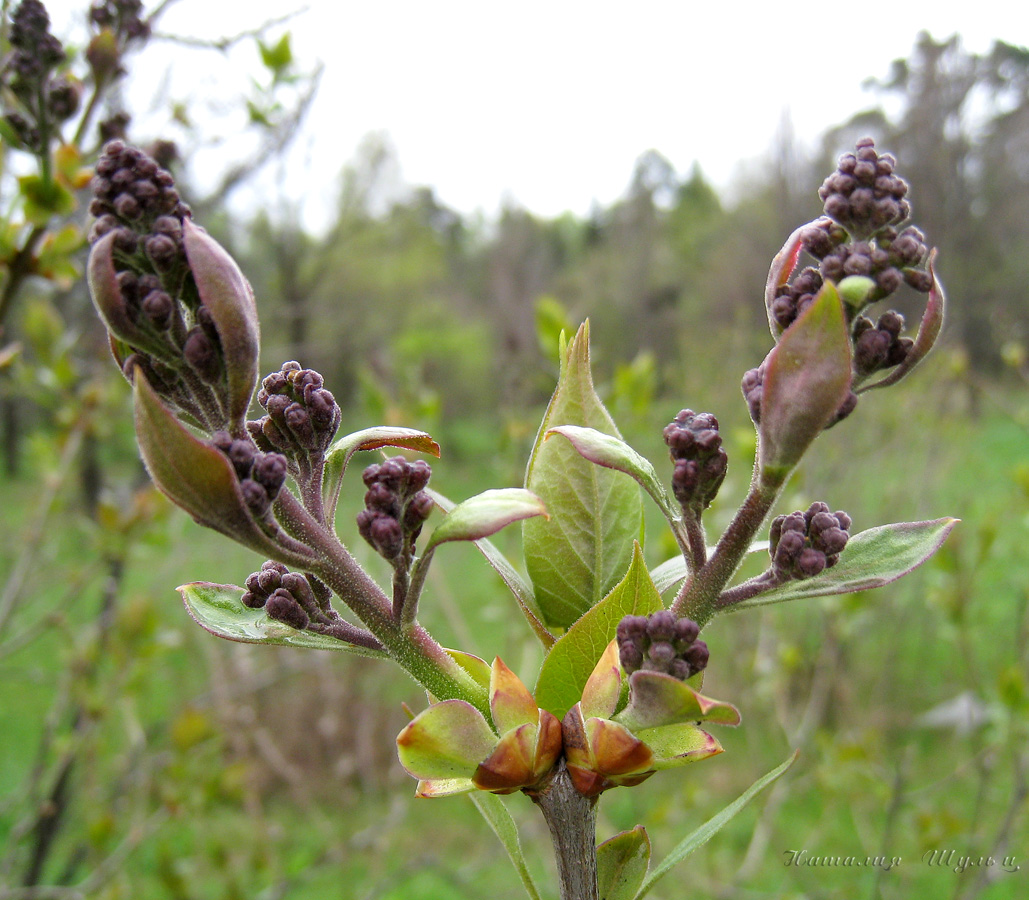 Image of Syringa vulgaris specimen.