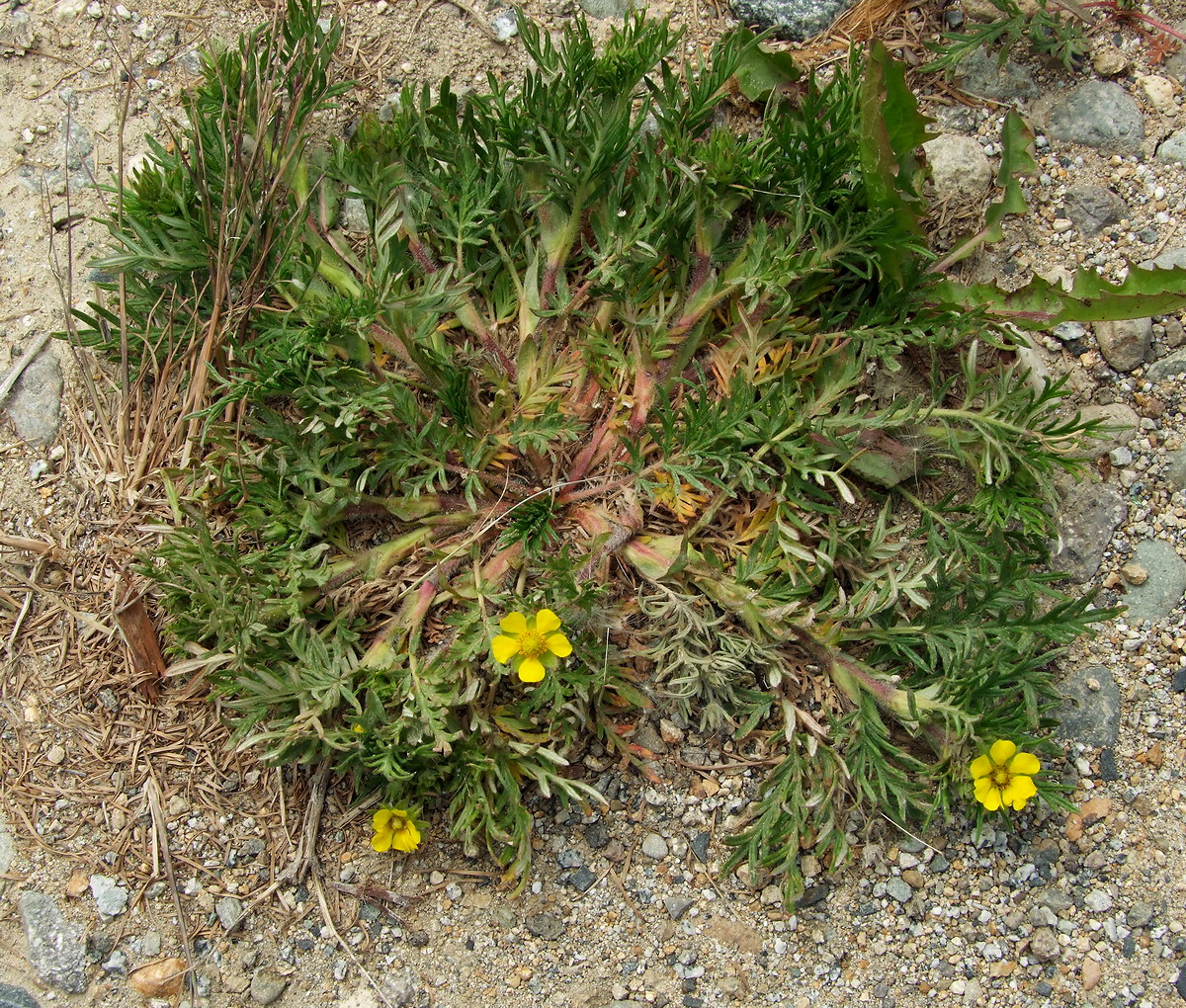 Изображение особи Potentilla tergemina.