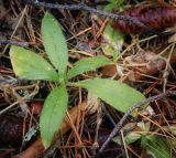 genus Myosotis