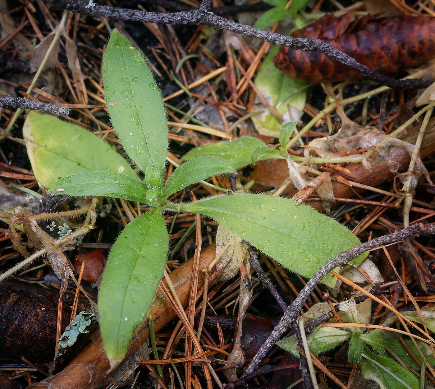 Image of genus Myosotis specimen.