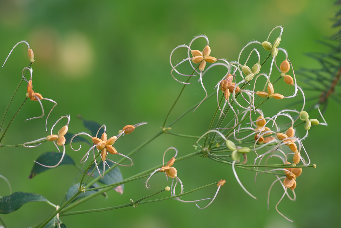 Image of Clematis recta specimen.