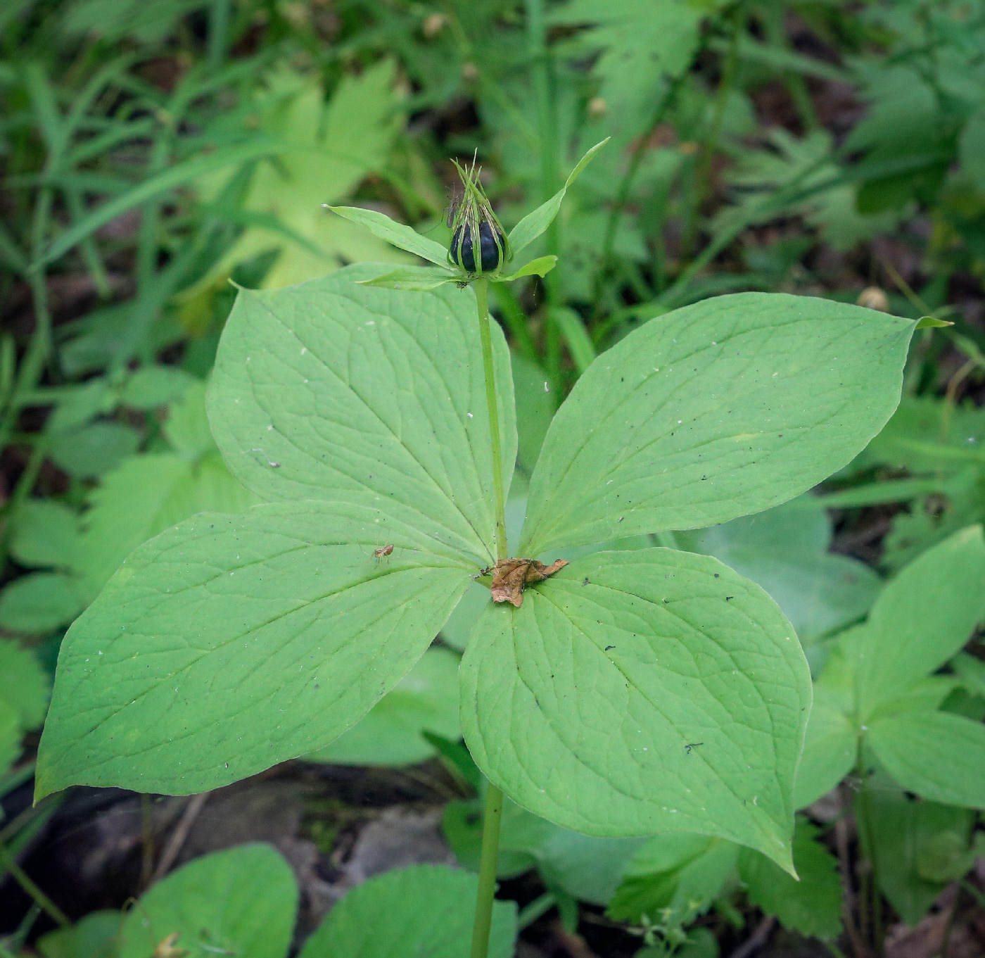 Image of Paris quadrifolia specimen.