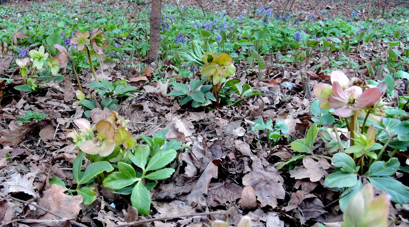 Изображение особи Helleborus niger.