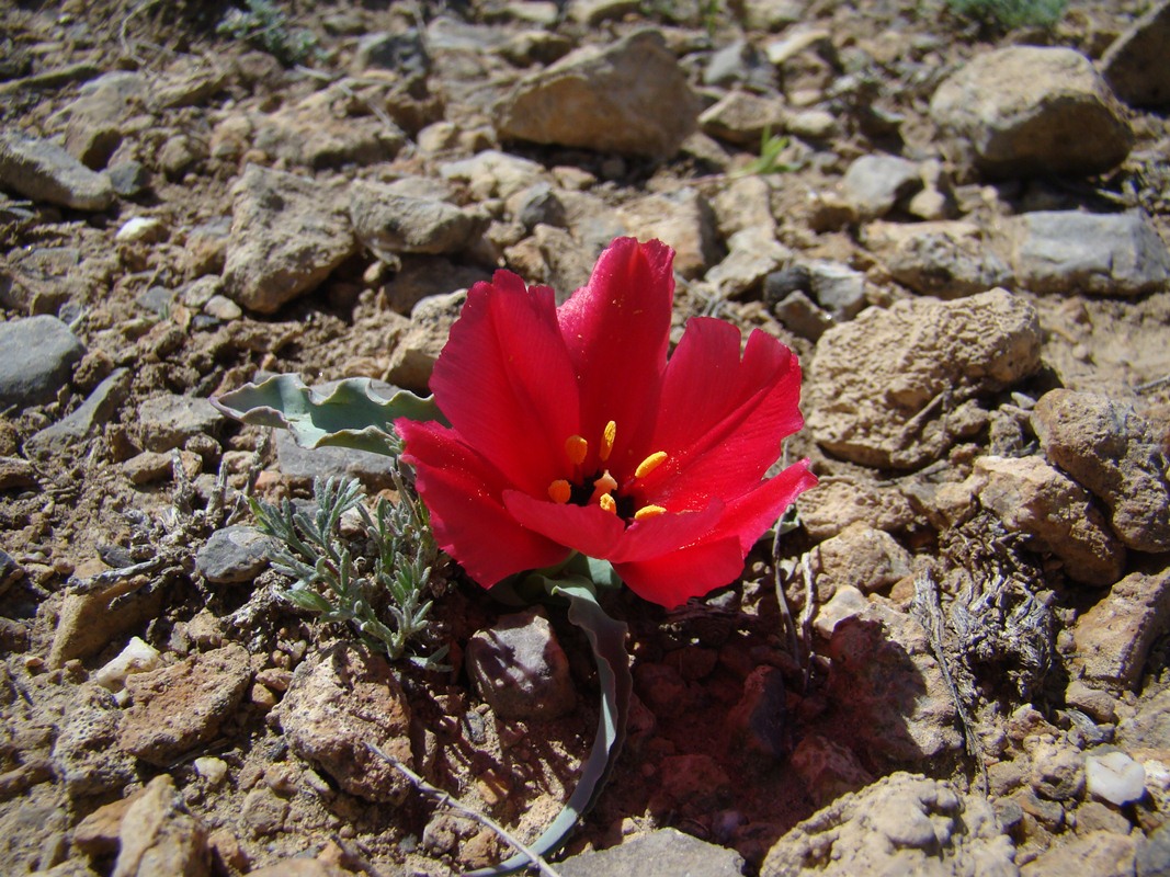 Изображение особи Tulipa rosea.