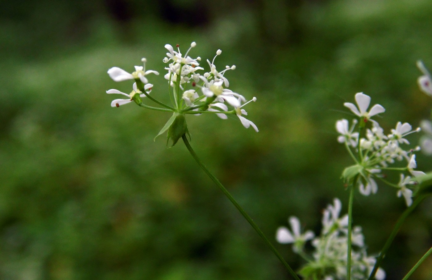 Изображение особи Anthriscus schmalhausenii.