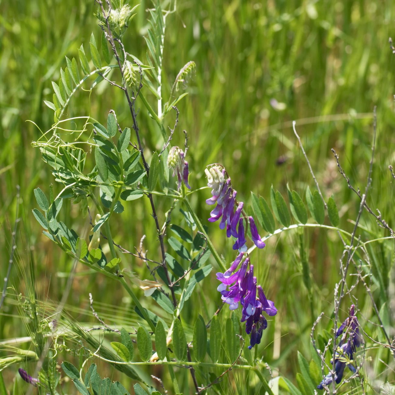 Изображение особи Vicia villosa.