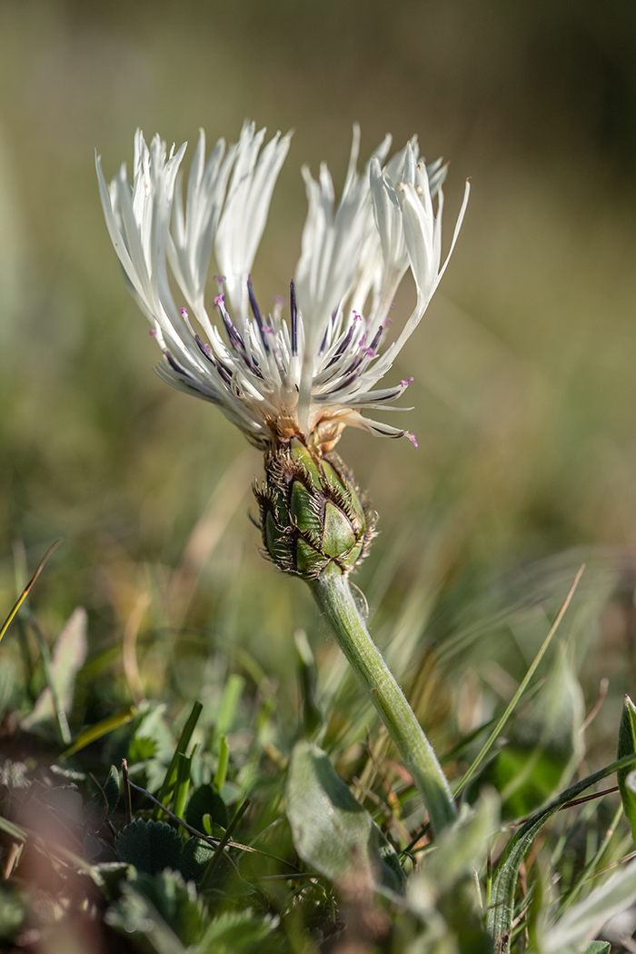 Image of Centaurea cheiranthifolia specimen.