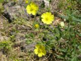 Potentilla pedata