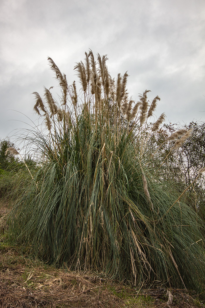 Изображение особи Cortaderia selloana.